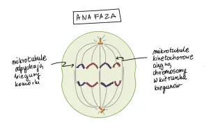 Anafaza mitozy: chromatydy rozdzielone i ciągnięte do biegunów komórki. Liczba chromosomów w komórkach potomnych będzie taka sama.