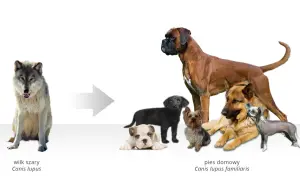 Wilk szary (Canis lupus) ewoluował w psa domowego (Canis lupus familiaris), tworząc różnorodność ras.
