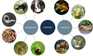 Diagram zwierząt: bezkręgowce (nicień, meduza, płaziniec) i kręgowce (ryba, żaba, jaszczurka, ptak, bydło).