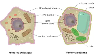 Porównanie budowy komórki zwierzęcej i roślinnej. Komórka roślinna ma ścianę komórkową, wodniczkę i chloroplasty, których brakuje w komórce zwierzęcej.