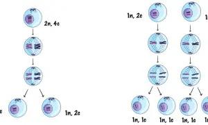 Ilustracja porównuje mitozę i mejozę, pokazując podział komórek z chromosomami. Mitoza tworzy dwie identyczne komórki, a mejoza cztery.