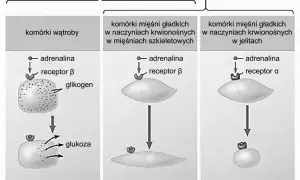 Adrenalina wiąże się z receptorami β w komórkach wątroby, uwalniając glukozę. W mięśniach gładkich wiąże się z receptorami β (rozluźnienie) lub α (skurcz), pokazując, jak hormon trafia do komórki.