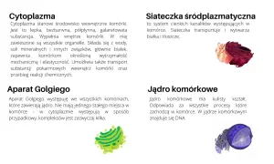 Ilustracje komórki zwierzęcej i roślinnej: aparat Golgiego, jądro komórkowe, siateczka śródplazmatyczna.