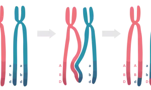 Profaza 1 mejozy: chromosomy homologiczne wymieniają fragmenty DNA, tworząc nowe kombinacje alleli A, B, D i a, b, d.