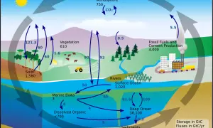 Ilustracja przedstawia obieg węgla w przyrodzie, pokazując jego przepływ między atmosferą, roślinnością, glebą, oceanami i działalnością człowieka.