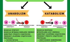 Podstawowe zasady metabolizmu: anabolizm (synteza, wymaga energii) i katabolizm (rozkład, wydziela energię).