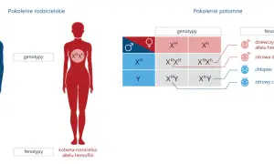 Schemat dziedziczenia hemofilii. Pokazuje, jak geny rodziców wpływają na genotyp i fenotyp potomstwa, wyjaśniając co to jest gen.
