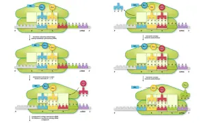Proces translacji, czyli jak powstaje białko na podstawie mRNA. Pokazuje, co to transkrypcja DNA, gdy rybosom przesuwa się po nici mRNA, tworząc wiązania peptydowe.