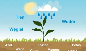 Roślina czerpie pierwiastki biogenne makroelementy: tlen, węgiel, wodór, azot, fosfor, potas, wapń, chlor, magnez i siarkę z powietrza, deszczu i gleby.