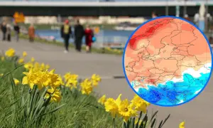 Porównanie temperatur rok do roku: wiosna z żonkilami i mapa Europy pokazująca ciepłe i zimne obszary.