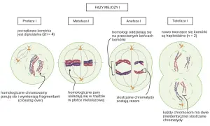 Mejoza I: profaza, metafaza, anafaza, telofaza. W profazie zachodzi crossing over, czyli wymiana fragmentów między chromosomami homologicznymi.