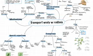 Mapa myśli przedstawiająca transport wody w roślinie, obejmująca mechanizmy, aparaty szparkowe, transpirację, pobieranie składników mineralnych i czynniki wpływające na ten proces.