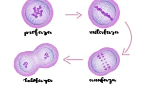 Cykl podziału komórki: profaza, metafaza, anafaza, telofaza. Chromosomy w różnych stadiach.