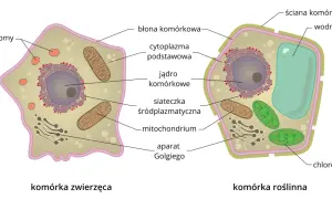 Schemat budowy komórki ludzkiej (zwierzęcej) i roślinnej, ukazujący jądro, mitochondria, lizosomy, aparat Golgiego, siateczkę śródplazmatyczną, błonę komórkową, ścianę komórkową, wodniczkę i chloroplasty.