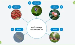 Schemat przedstawia pięć królestw organizmów: bakterie, protisty, zwierzęta, rośliny i grzyby, z ilustracjami każdego z nich.