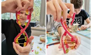 Dzieci tworzą model DNA z żelków i wykałaczek. To świetny sposób, jak zrobić model dna z papieru, ale w wersji jadalnej!