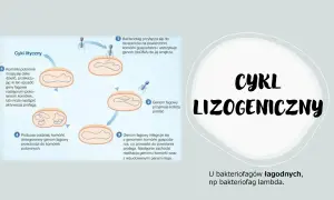 Ilustracja przedstawia cykl lityczny i lizogeniczny bakteriofaga, pokazując jego interakcję z komórką gospodarza.