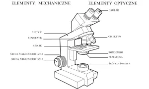 Schemat budowy mikroskopu optycznego z elementami mechanicznymi (statyw, rewolwer, stolik, śruby) i optycznymi (okular, obiektyw, kondensor, źródło światła).