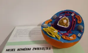 Kolorowy model komórki zwierzęcej, idealny do nauki, jak zrobić taki projekt.