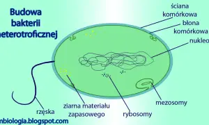 Schemat budowy komórki bakterii heterotroficznej: ściana, błona, nukleoid, rybosomy, ziarna materiału zapasowego, rzęska, mezosomy.
