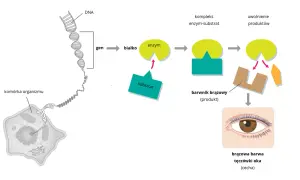 Schemat wyjaśnia, co to jest dziedziczenie w biologii: geny z DNA komórki organizmu kodują białka, które tworzą enzymy. Enzymy przetwarzają substraty w produkty, np. brązowy barwnik odpowiedzialny za brązową barwę tęczówki oka.