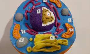 Model przestrzenny komórki zwierzęcej z plasteliny, z widocznym jądrem (1, 2), mitochondriami (3), lizosomami (4), aparatem Golgiego (6), siateczką śródplazmatyczną (5, 7, 9) i centrosomem (8).