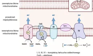 Łańcuch oddechowy w mitochondrium, kluczowy dla metabolizmu. Pomaga w zadaniach maturalnych z biologii.