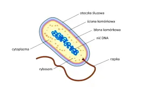 Schemat bakterii: otoczka śluzowa, ściana komórkowa, błona komórkowa, cytoplazma, rybosomy, nić DNA, rzęska. Czy bakteria ma jądro komórkowe? Nie, jej DNA znajduje się w cytoplazmie.