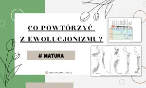 Grafika z pytaniem "Co powtórzyć z ewolucjonizmu?" i ilustracjami porównującymi kończyny zwierząt, drzewem filogenetycznym niedźwiedzi. Systematyka pomaga zrozumieć te zależności.