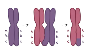 Ilustracja pokazuje crossing-over, proces zachodzący podczas mejozy, gdzie następuje wymiana fragmentów między chromosomami.