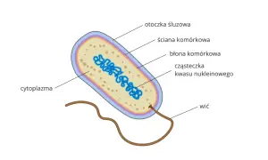 Schemat budowy bakterii: otoczka śluzowa, ściana komórkowa, błona komórkowa, cytoplazma, cząsteczka kwasu nukleinowego i wici. To podstawy działu biologii zajmującego się budową i czynnościami komórek.
