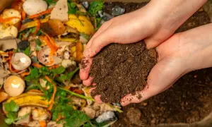 Dłonie trzymające ziemię, która powstała z rozkładu resztek organicznych. Tak destruenci określają rolę w ekosystemie, przetwarzając odpady w cenny nawóz.