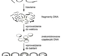 Co to jest wektor w biologii i jak wpływa na inżynierię genetyczną