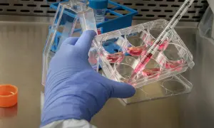 Badacz w rękawiczce pobiera pipetą płyn z naczynia, badając funkcje organelli komórkowych.