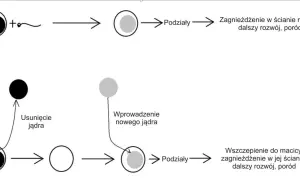 Schemat przedstawia zapłodnienie komórki jajowej (haploidalnej) przez plemnik, tworząc zygotę (komórkę diploidalną), która rozwija się.