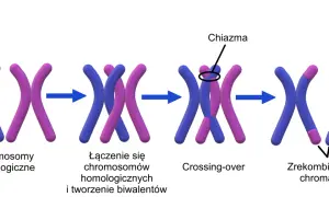 Ilustracja pokazuje proces crossing-over, kluczowy etap mejozy, gdzie dochodzi do wymiany fragmentów między chromosomami homologicznymi, tworząc rekombinowane chromatydy.