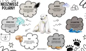 Niedźwiedzie polarne żyją na Arktyce. Ilustracja przedstawia niedźwiedzia polarnego i informacje o jego futrze, wielkości, pływaniu, pożywieniu i zimowaniu.