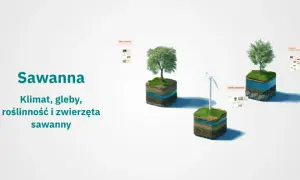 Jaki jest klimat na sawannie? Poznaj zaskakujące zmiany sezonowe