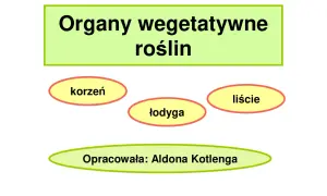 Grafika przedstawia organy wegetatywne roślin: korzeń, łodygę i liście. Opracowała: Aldona Kotlenga.