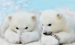 Dwa urocze niedźwiadki polarne w śniegu. Ciekawe, ile żyje niedźwiedź polarny, gdy jest tak słodki.