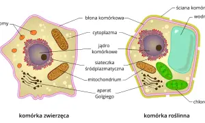 Rysunek przedstawia budowę komórki zwierzęcej i roślinnej, ukazując ich organella.