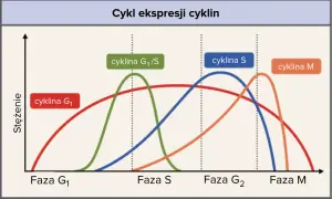 Wykres przedstawia stężenie cyklin w różnych fazach cyklu komórkowego: G1, S, G2 i M.