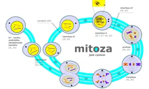 Cykl komórkowy: co to jest mitoza, przedstawiona jako cykl z fazami: interfaza G1, S, G2, profaza, metafaza, anafaza, telofaza i cytokineza.