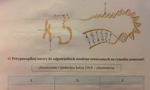 Schemat przedstawia organizację materiału genetycznego w komórce: chromosom (1), chromatyna (2) i podwójna helisa DNA (3).