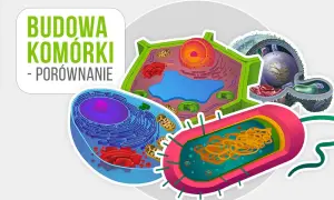 Co to jest komórka w biologii? Kluczowe informacje i funkcje