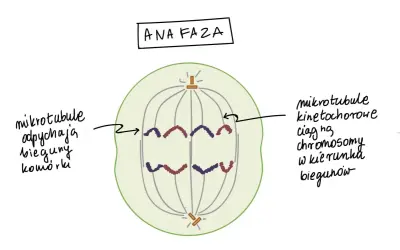 Anafaza mitozy: chromatydy rozdzielone i ciągnięte do biegunów komórki. Liczba chromosomów w komórkach potomnych będzie taka sama.