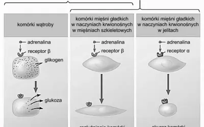Adrenalina wiąże się z receptorami β w komórkach wątroby, uwalniając glukozę. W mięśniach gładkich wiąże się z receptorami β (rozluźnienie) lub α (skurcz), pokazując, jak hormon trafia do komórki.