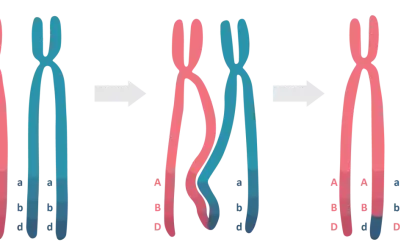 Profaza 1 mejozy: chromosomy homologiczne wymieniają fragmenty DNA, tworząc nowe kombinacje alleli A, B, D i a, b, d.