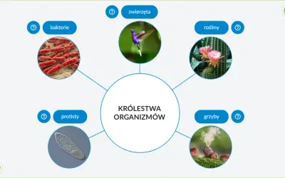 Schemat przedstawia pięć królestw organizmów: bakterie, protisty, zwierzęta, rośliny i grzyby, z ilustracjami każdego z nich.