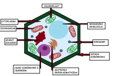 Budowa komórki roślinnej klasa 5: schemat przedstawia jądro, chloroplasty, mitochondria, aparat Golgiego, wodniczkę, rybosomy, siateczkę śródplazmatyczną i ścianę komórkową.